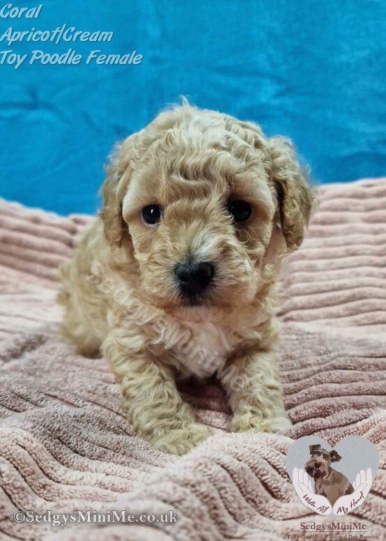 SedgysMiniMe Coral Apricot Female Toy Poodle Puppy by Licensed Breeder in Scotland