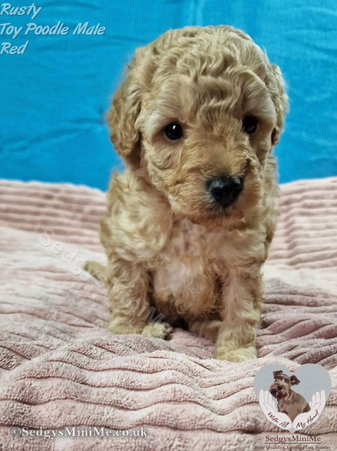 Sedgysminime Rusty Red Toy Poodle Puppy