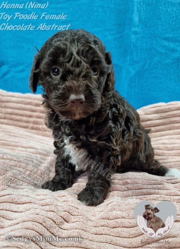 SedgysMiniMe Henna (Nora) : Chocolate Brown Toy Poodle Female Puppy  from Licensed Dog Breeder in Scotland