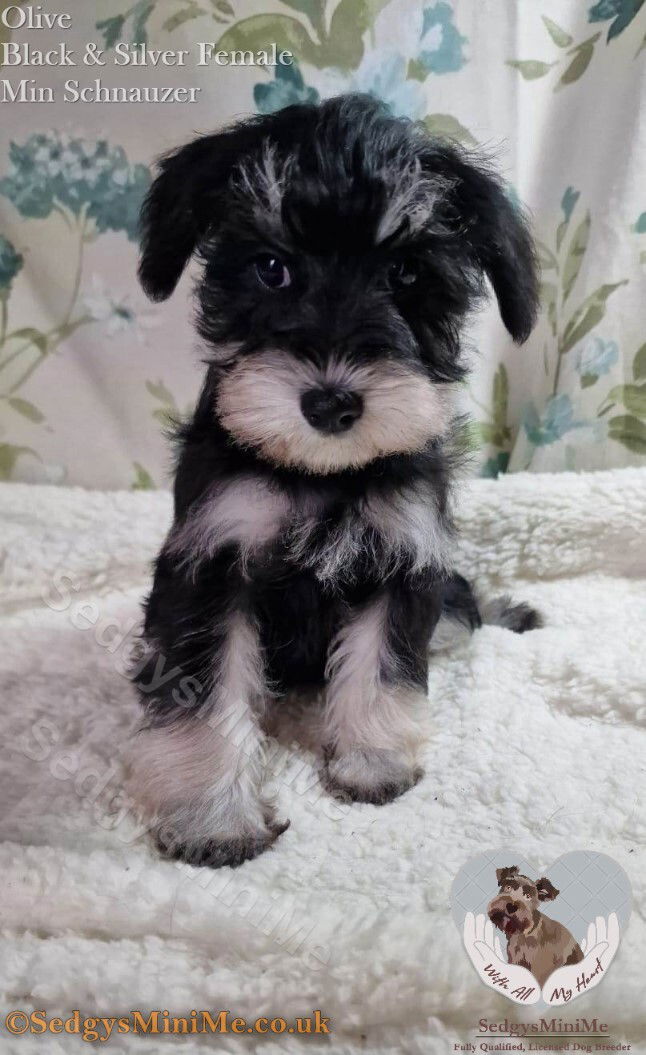 Miniature deals schnauzer puppies