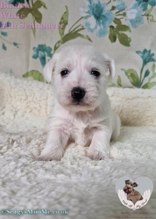 Pure White Miniature Schnauzer Female Puppy called SedgysMiniMe Bianca