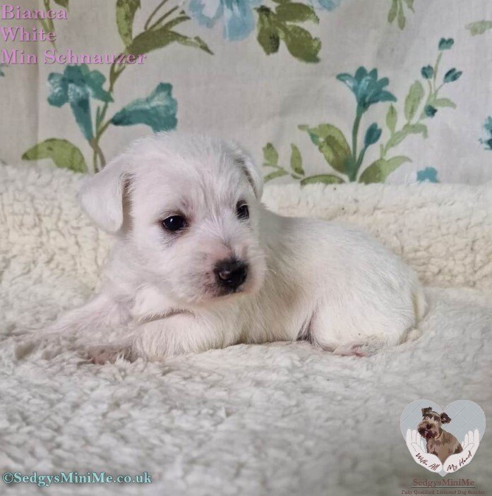 pure white female miniature schnauzer puppy lying down called sedgysminime bianca