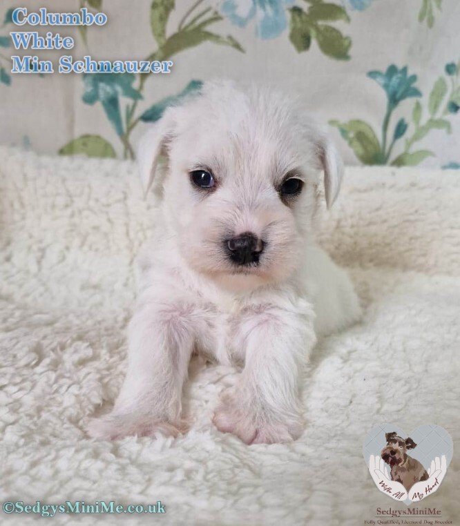 Pure White Miniature Schnauzer Male Puppy called SedgysMiniMe Columbo