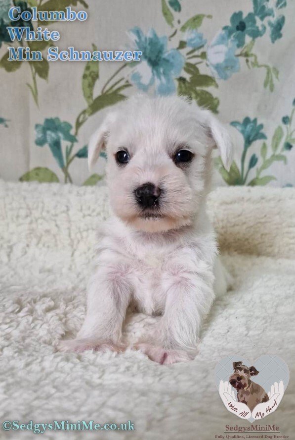 pure white male miniature schnauzer puppy called sedgysminime columbo