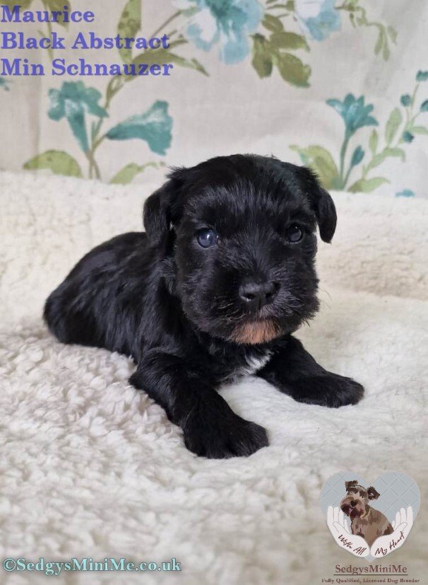 Black Abstract Miniature Schnauzer Male Puppy called SedgysMiniMe Maurice