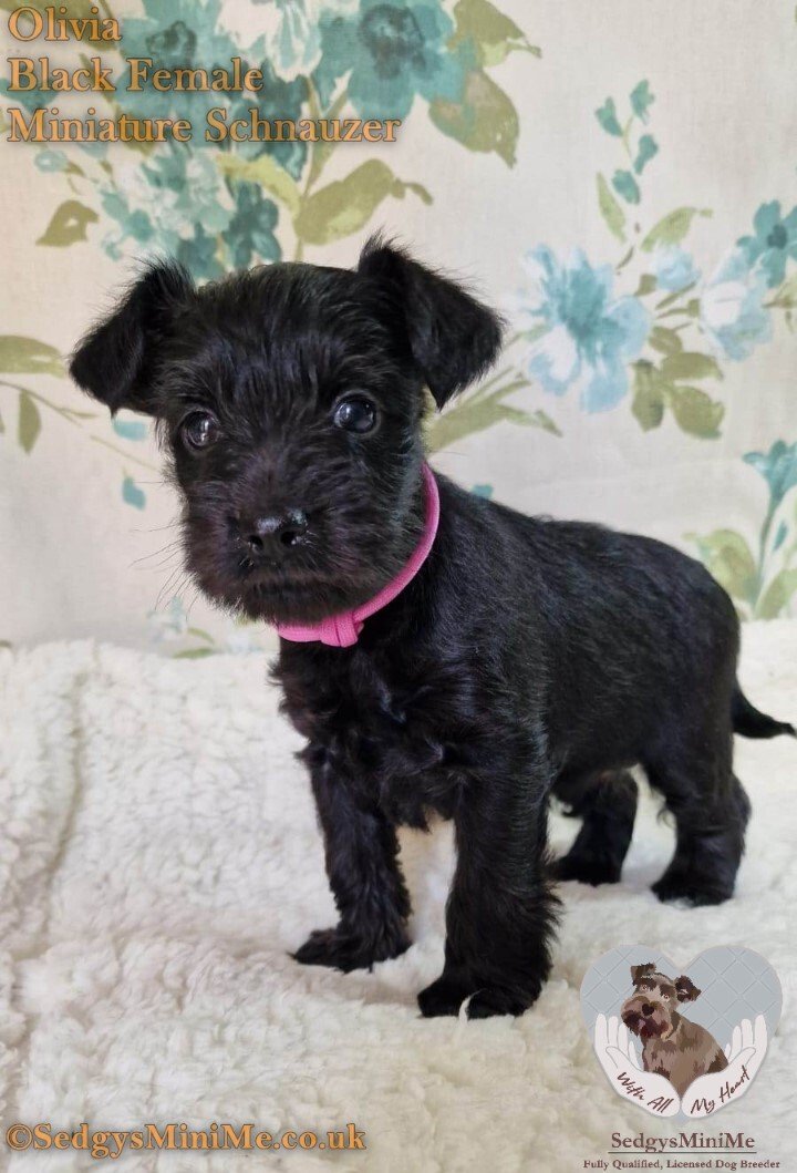 beautiful black miniature schnauzer female puppy called sedgysminime olivia