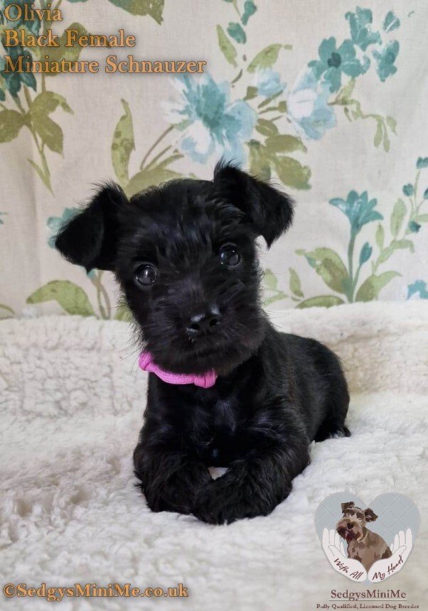 black female miniature schnuzer puppy called Sedgysminime olivia