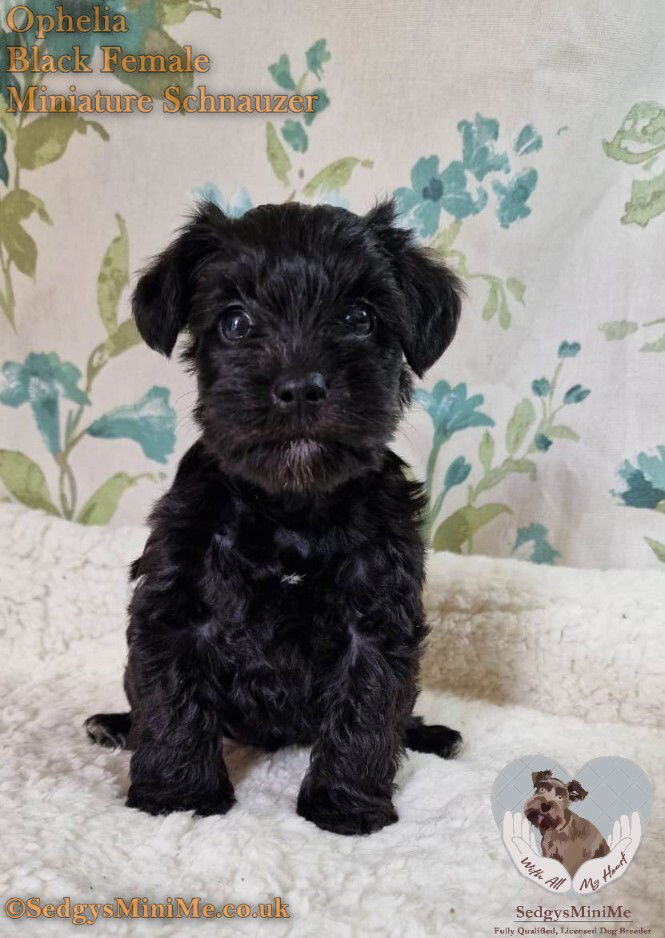 beautiful black miniature schnauzer female puppy called sedgysminime ophelia