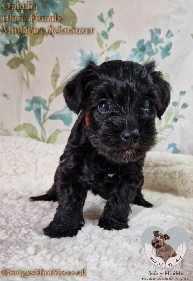 black female miniature schnuzer puppy called Sedgysminime ophelia
