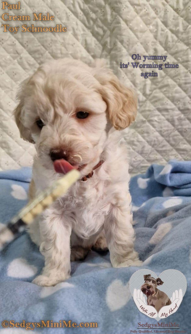 Cream Toy Schnoodle male puppy with a brown nose being wormed called sedgysminime paul