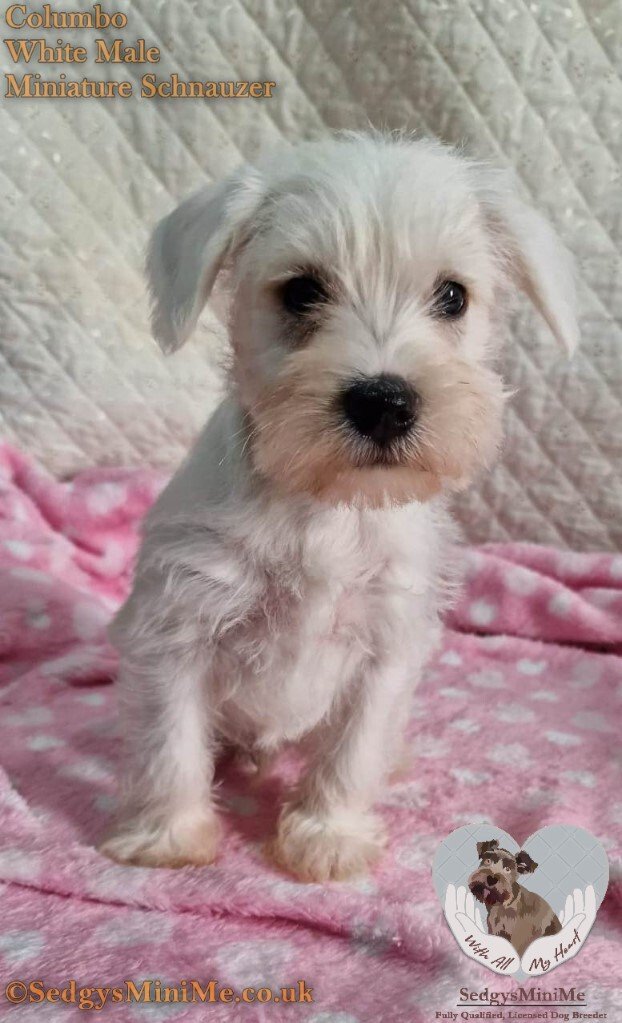 white miniature schnauzer puppy male called SedgysMiniMe Columbo