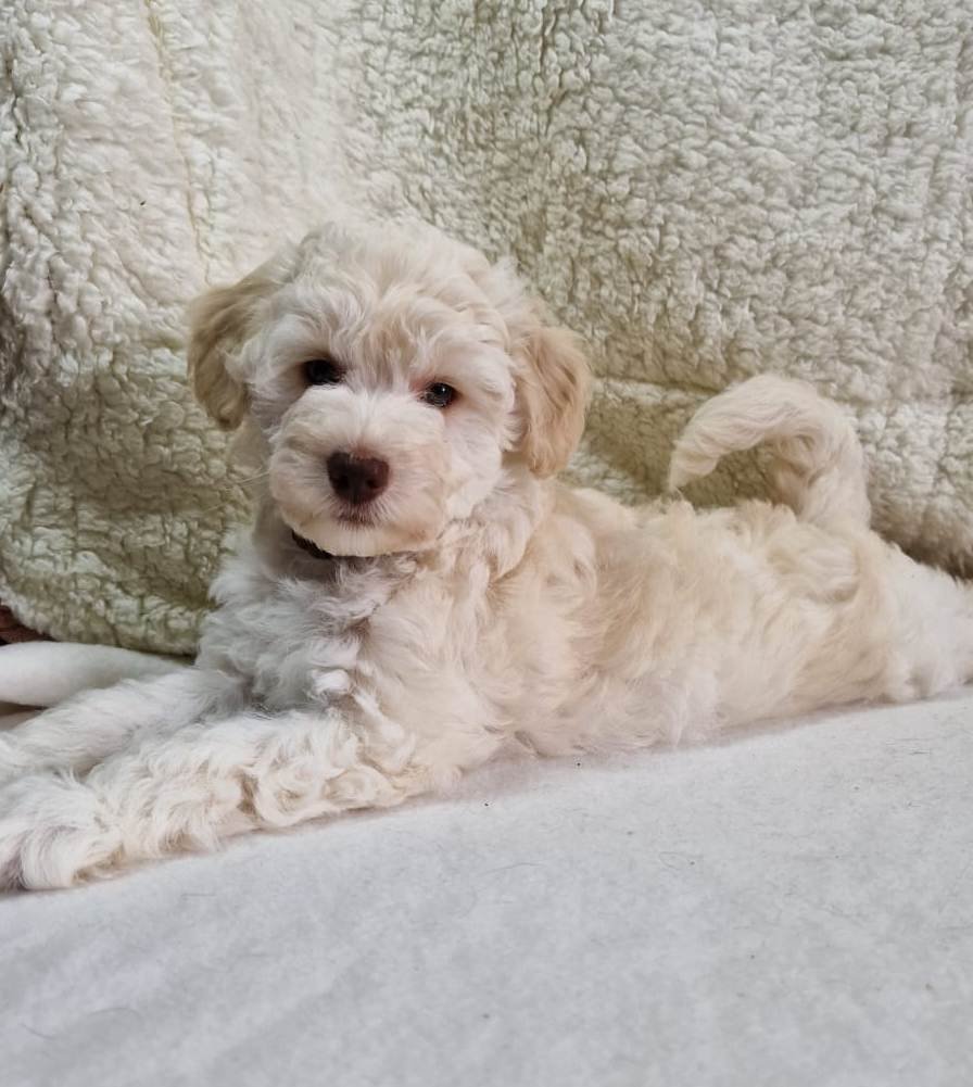 cream Toy Schnoodle Male Puppy with a chocolate brown Liver nose called SedgysMinime Paul