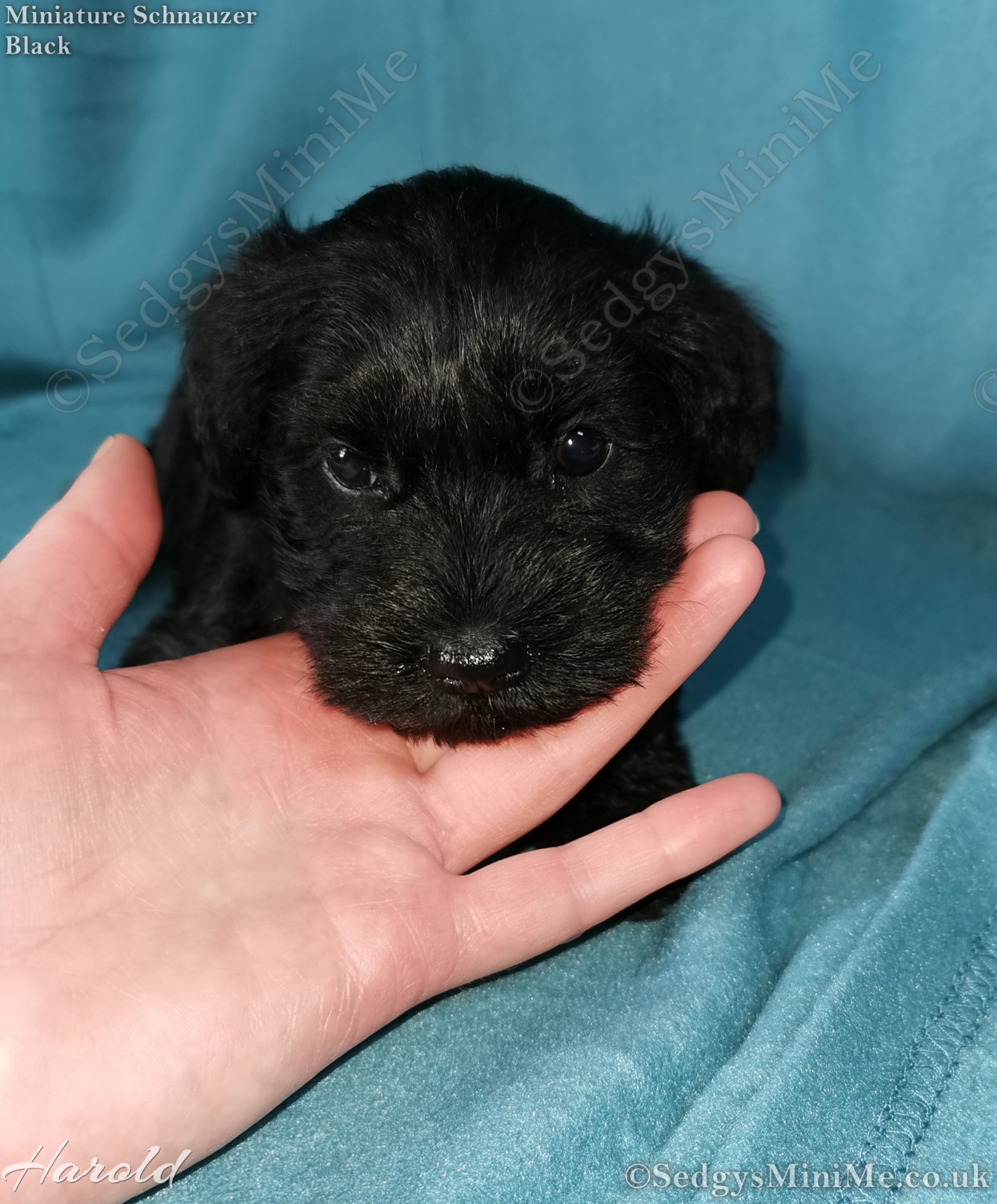 SedgysMiniMe Harold Black Miniature Schnauzer Male Puppy