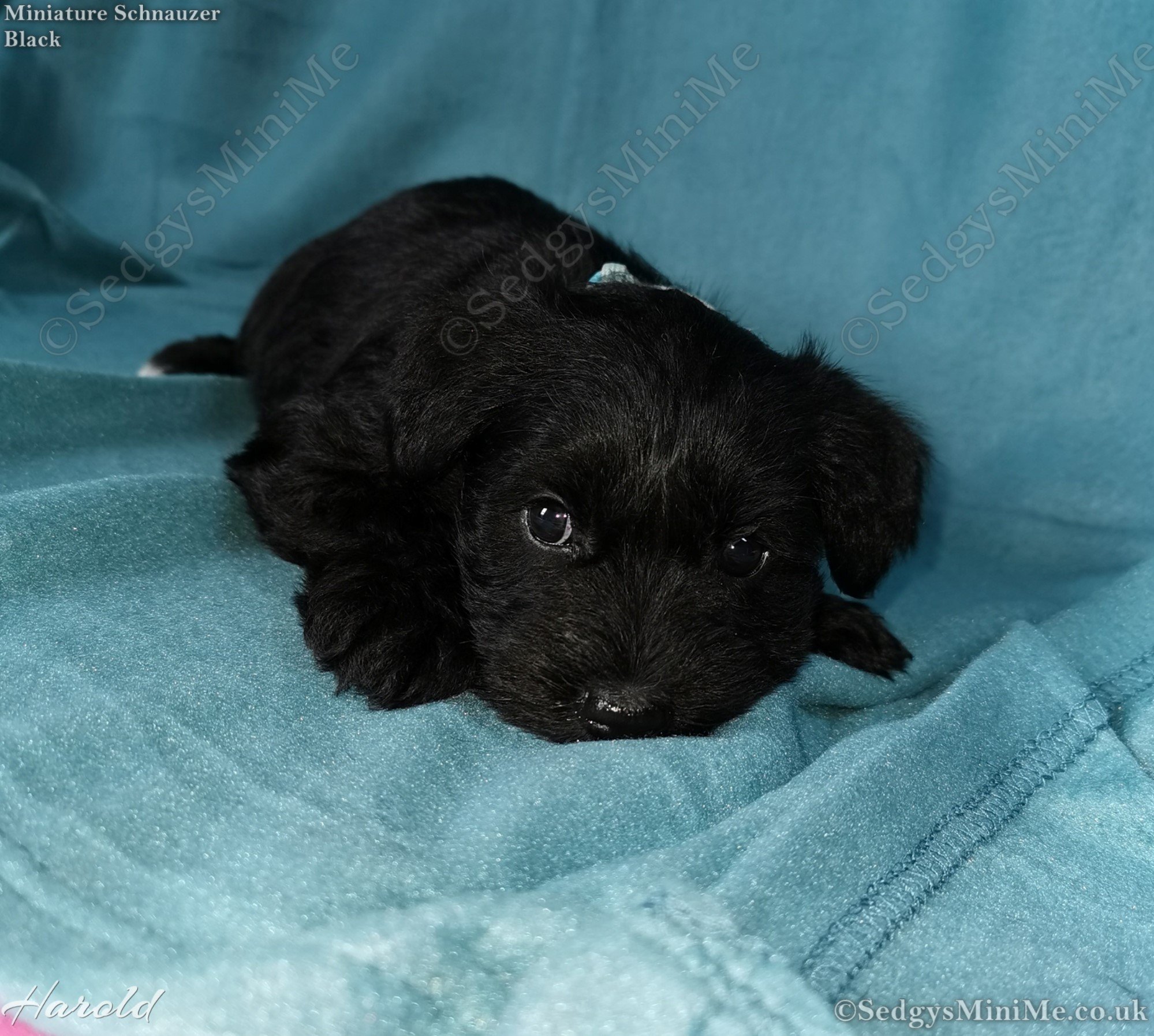 SedgysMiniMe Harold Black Miniature schnauzer male Puppy