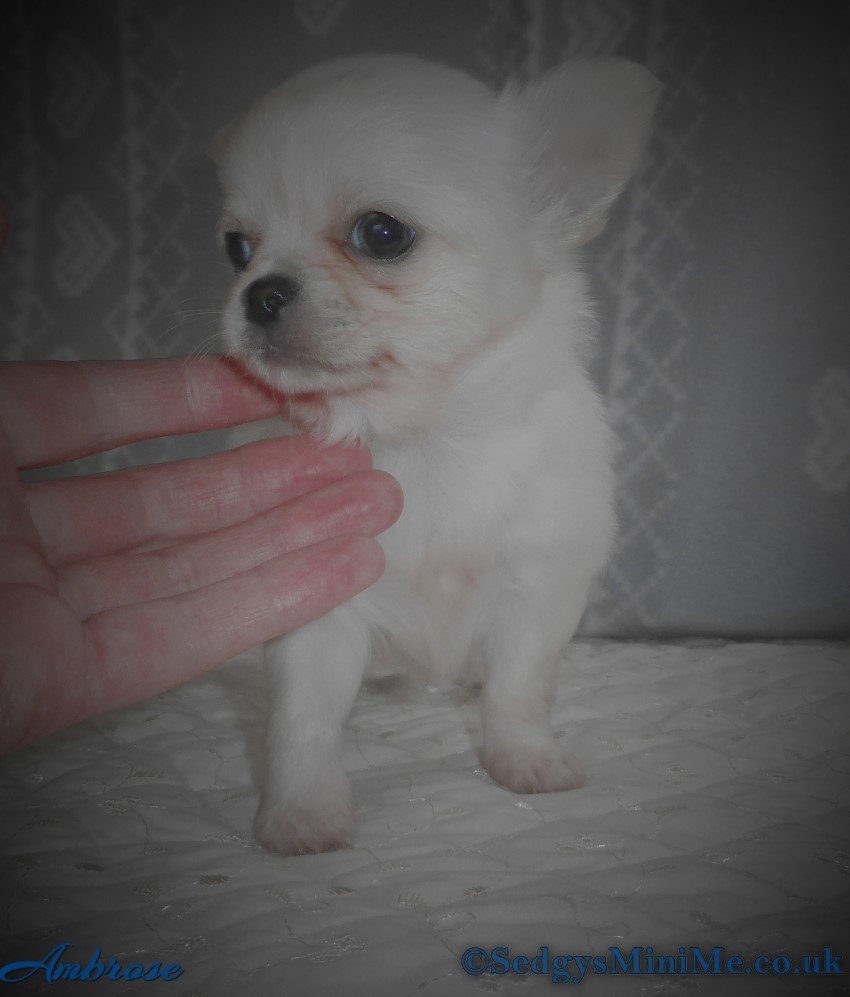 SedgysMiniMe Ambrose White Long Haired Chihuahua male puppy