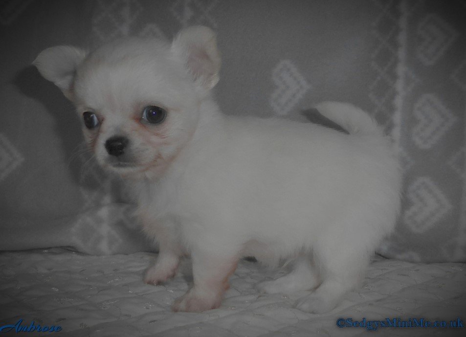 SedgysMiniMe Ambrose White Long Coat Chihuahua male puppy