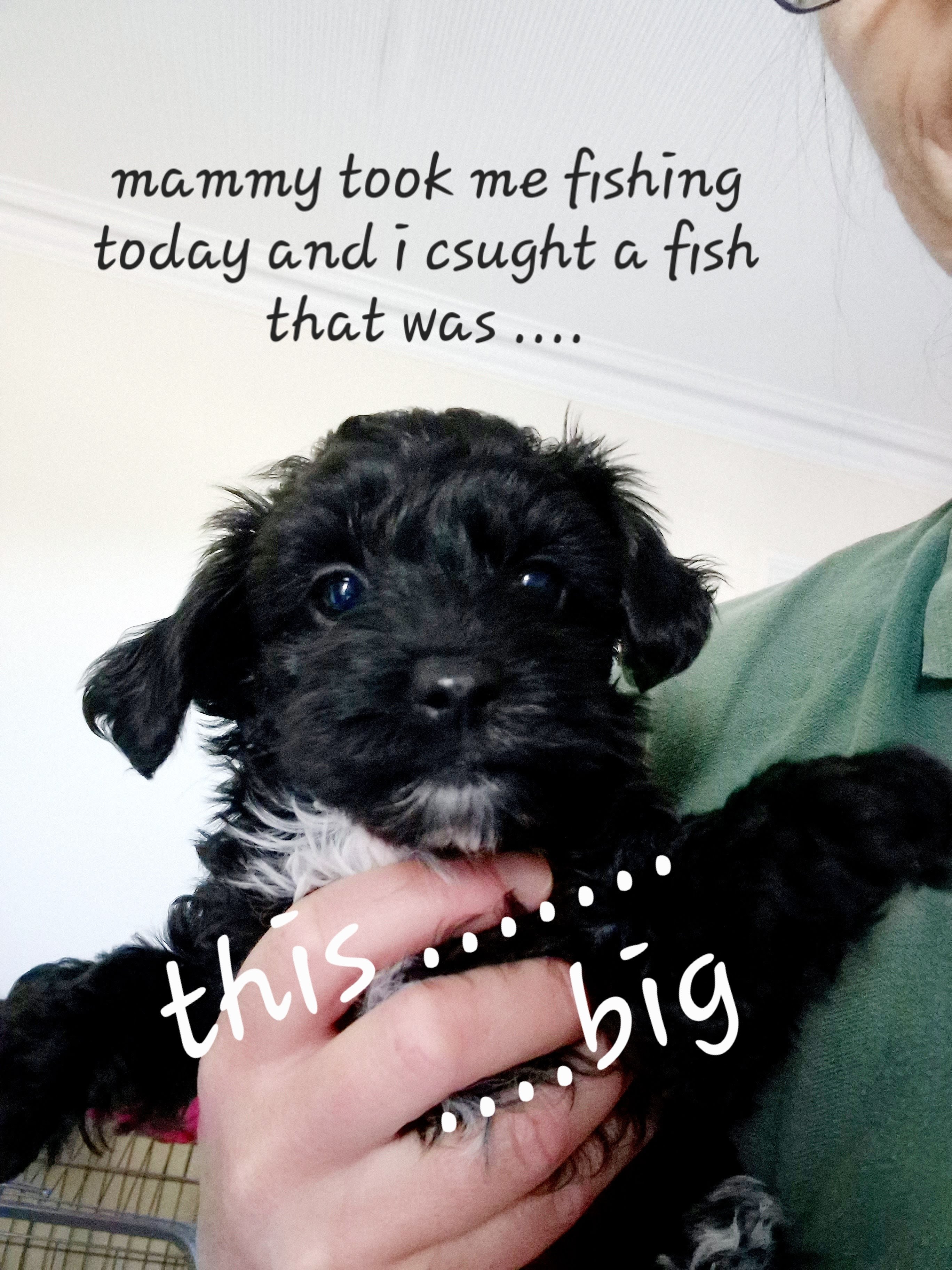 Sedgysminime Biewdle puppy Annie.  Gone Fishing........ 
