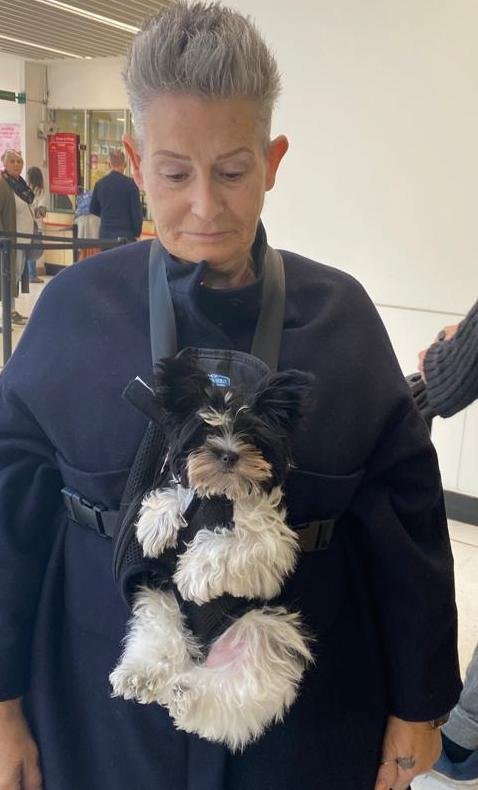 taking a Biewer Terrier Puppy Shopping in a sling