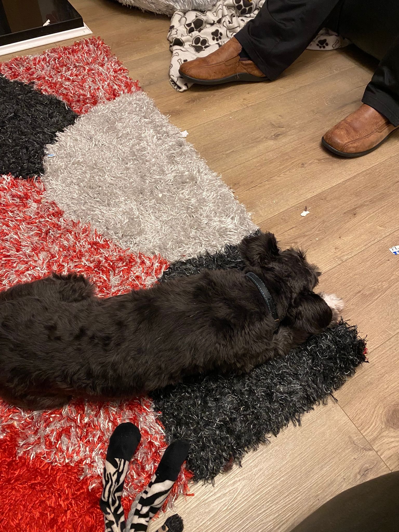 Bailey Miniature Schnauzer not at all affected by fireworks