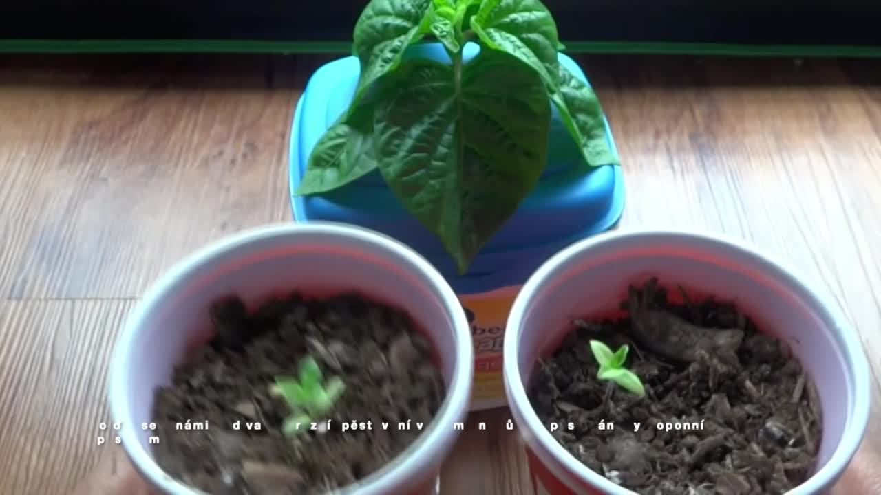 Porovnání pěstování v hydroponii  thumbnail