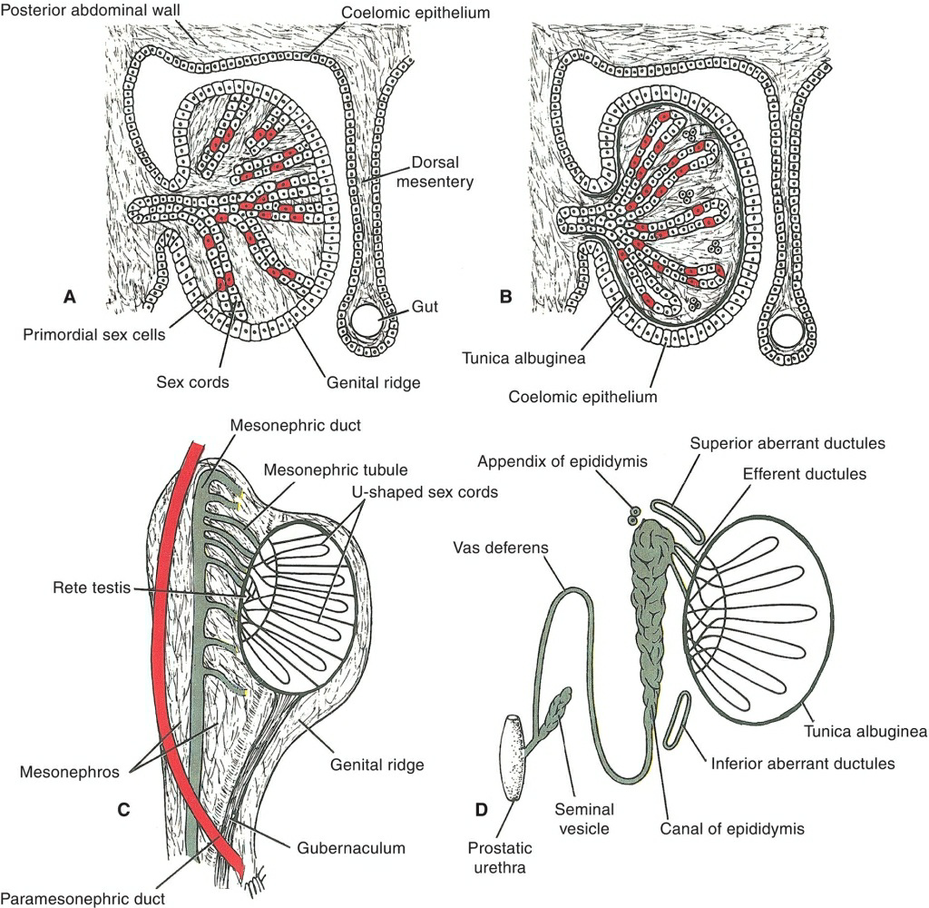 testis-development-medics95