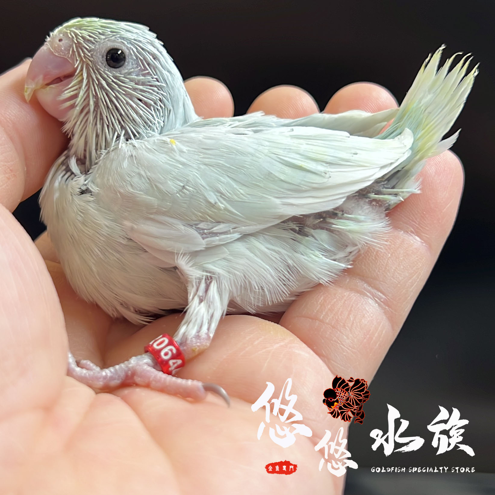 白綠松太平洋鸚鵡_母- 悠悠寵物生活館
