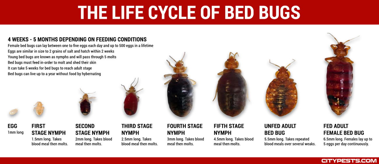 ko-bed-bugs