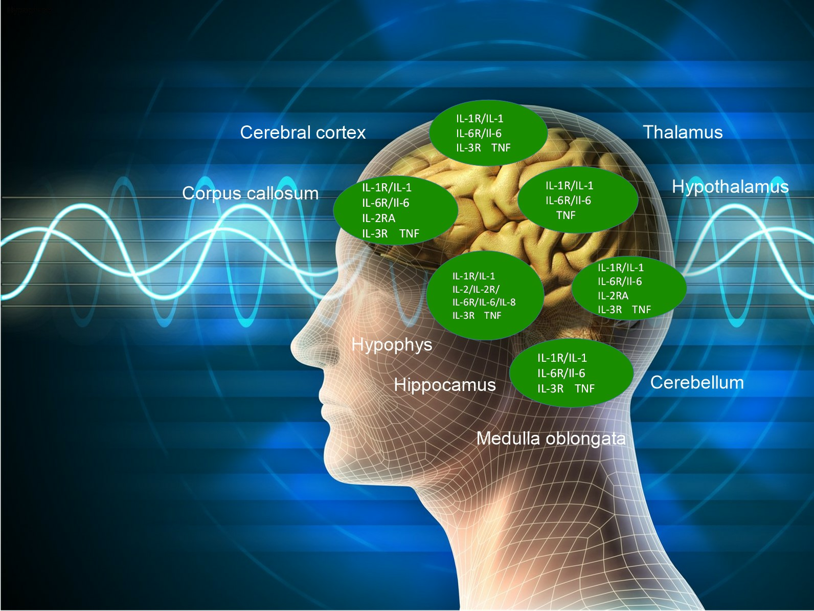 Gabriel-Technologie FR - Tests EEG - Effets sur le cerveau im04