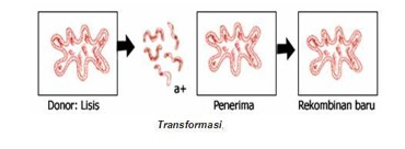 Transformasi Bakteri