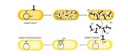 Transduksi Bakteri