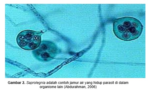 Mirip disebut uniseluler tumbuhan yang dengan protista Protista Mirip