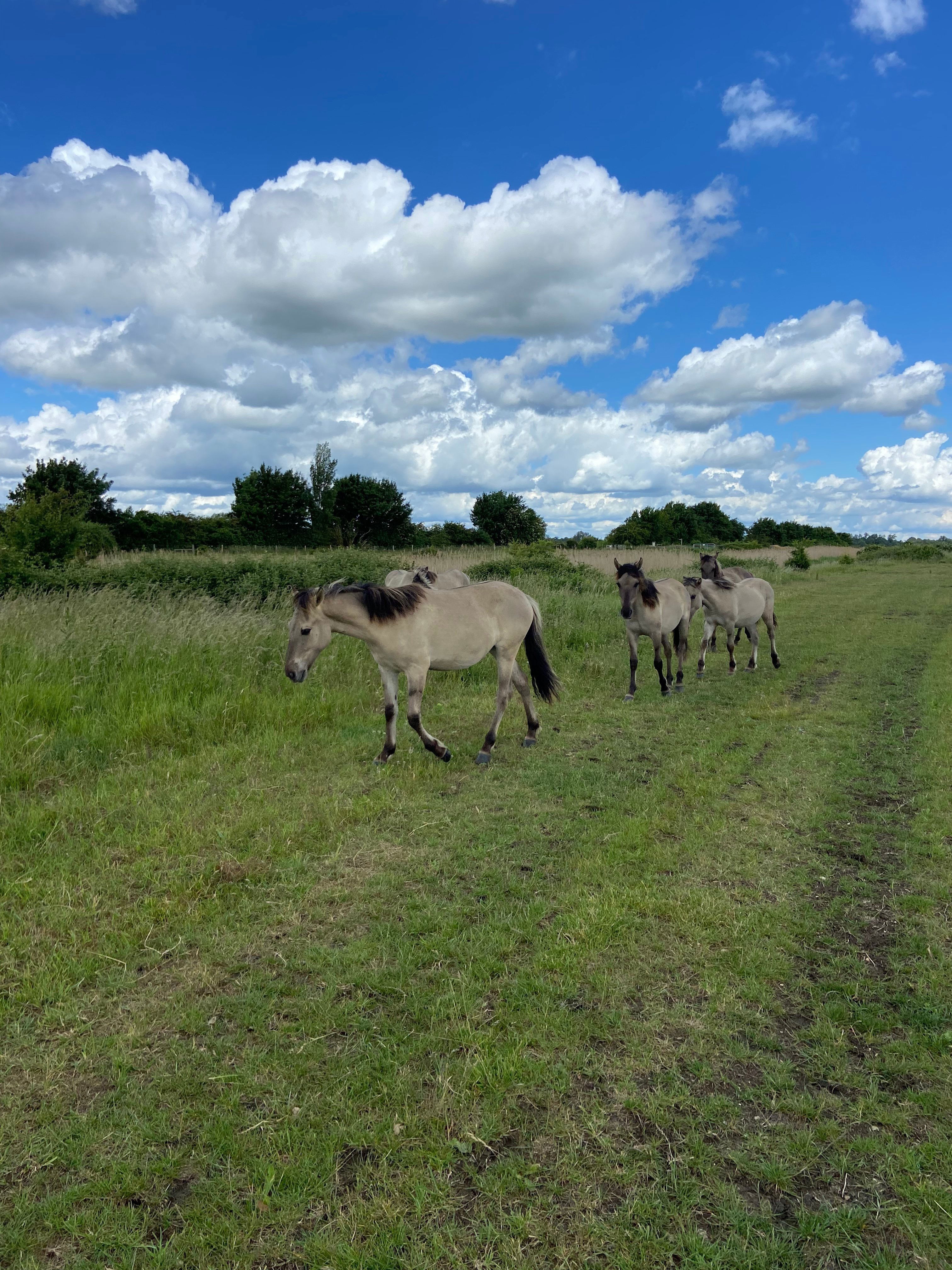 Ouse Fen