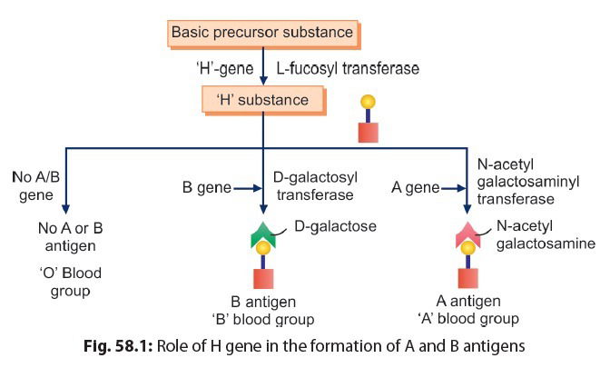 BLOOD GROUP SYSTEM 2