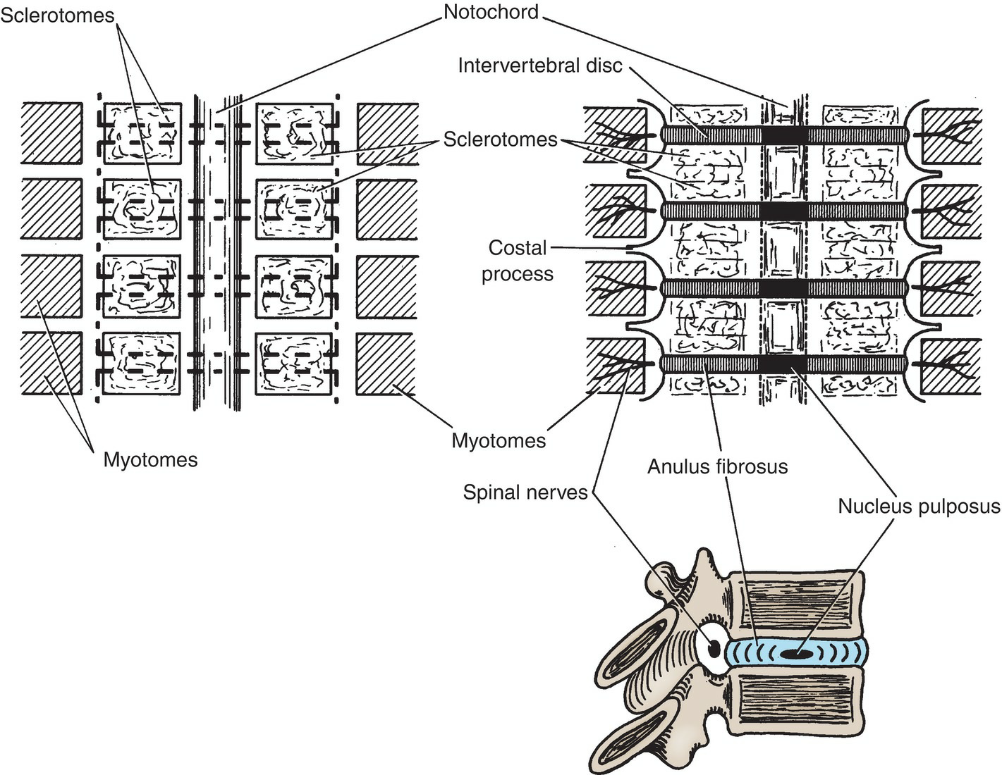 Vertebral Column Development 4