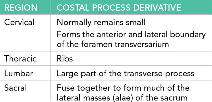 Vertebral Column Development 5