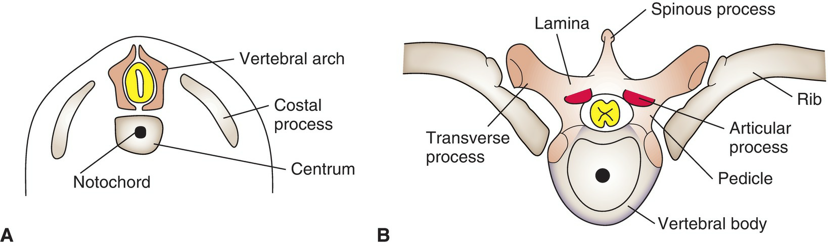 Vertebral Column Development 6
