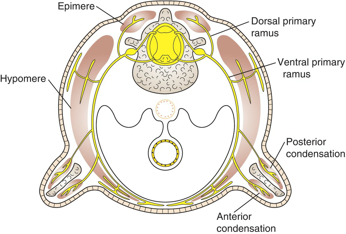 Spinal Cord and Spinal Nerve Development 2