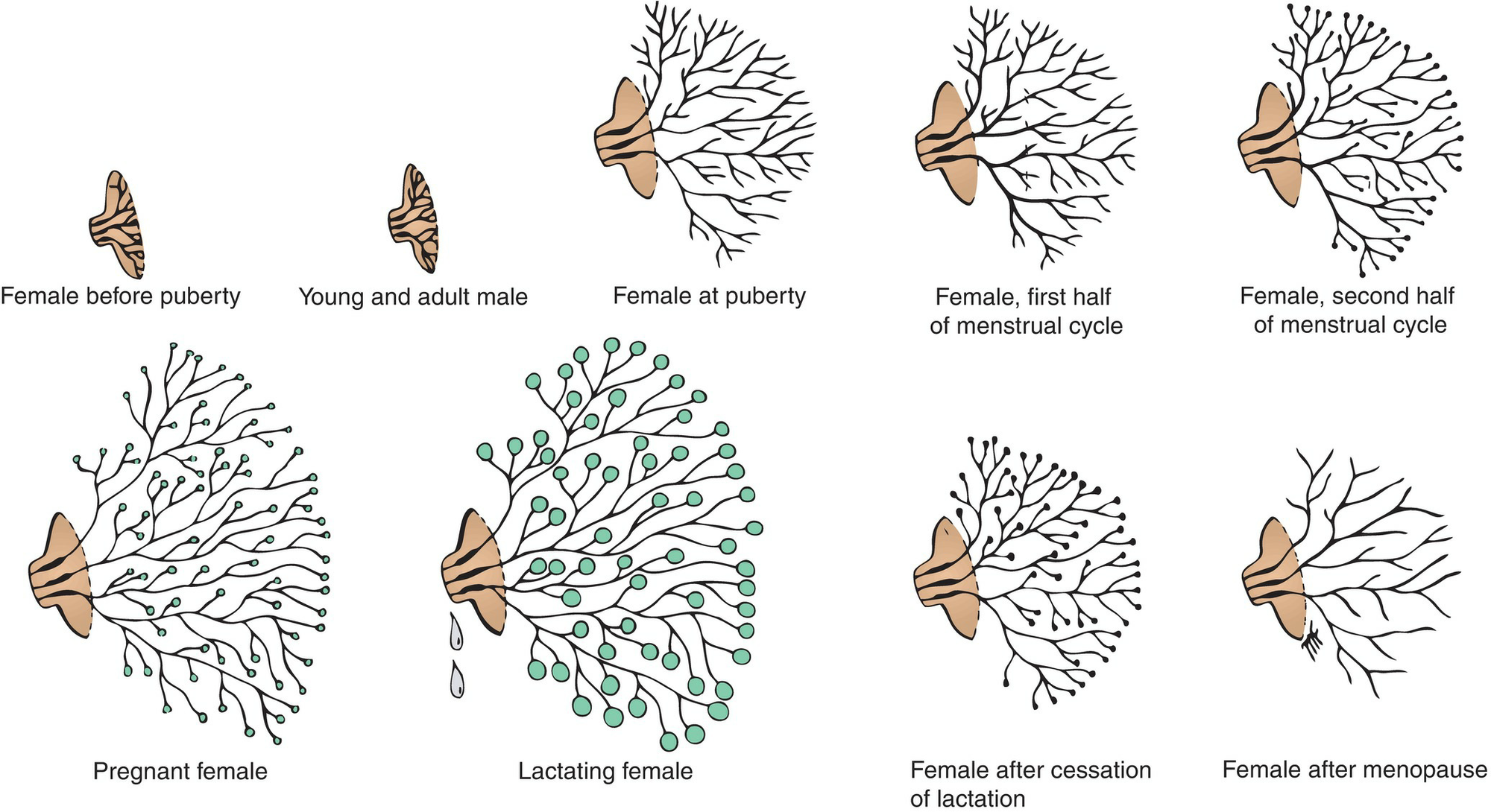 Breast Development 2