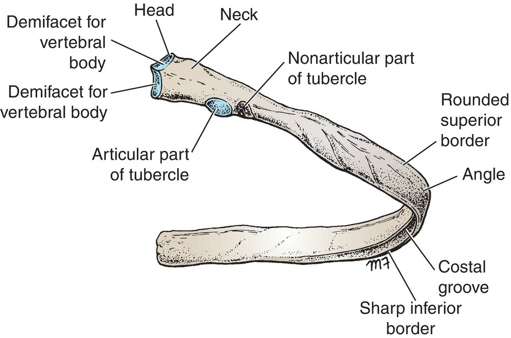 Sternum Development 2