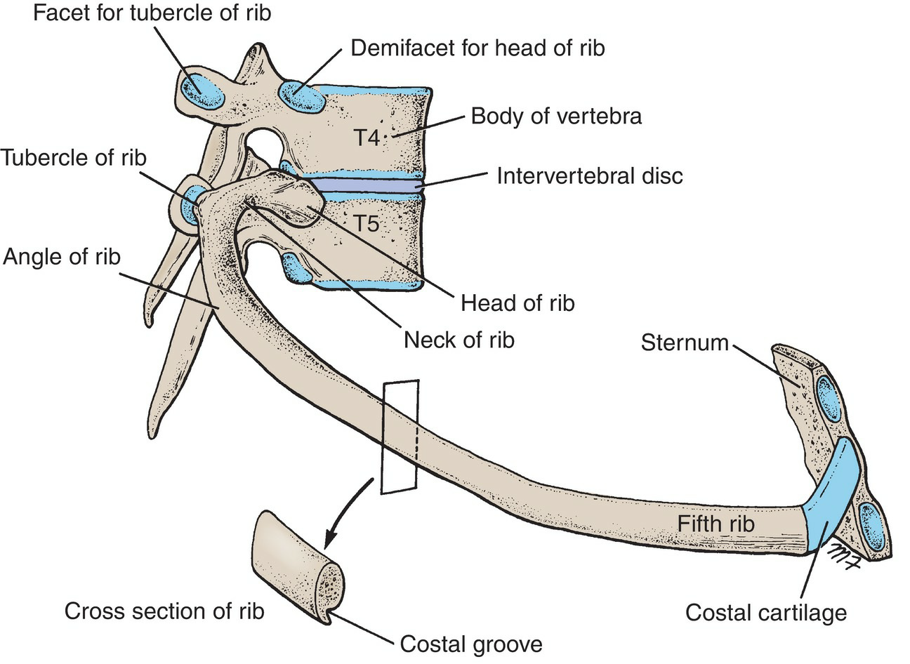 Sternum Development 3