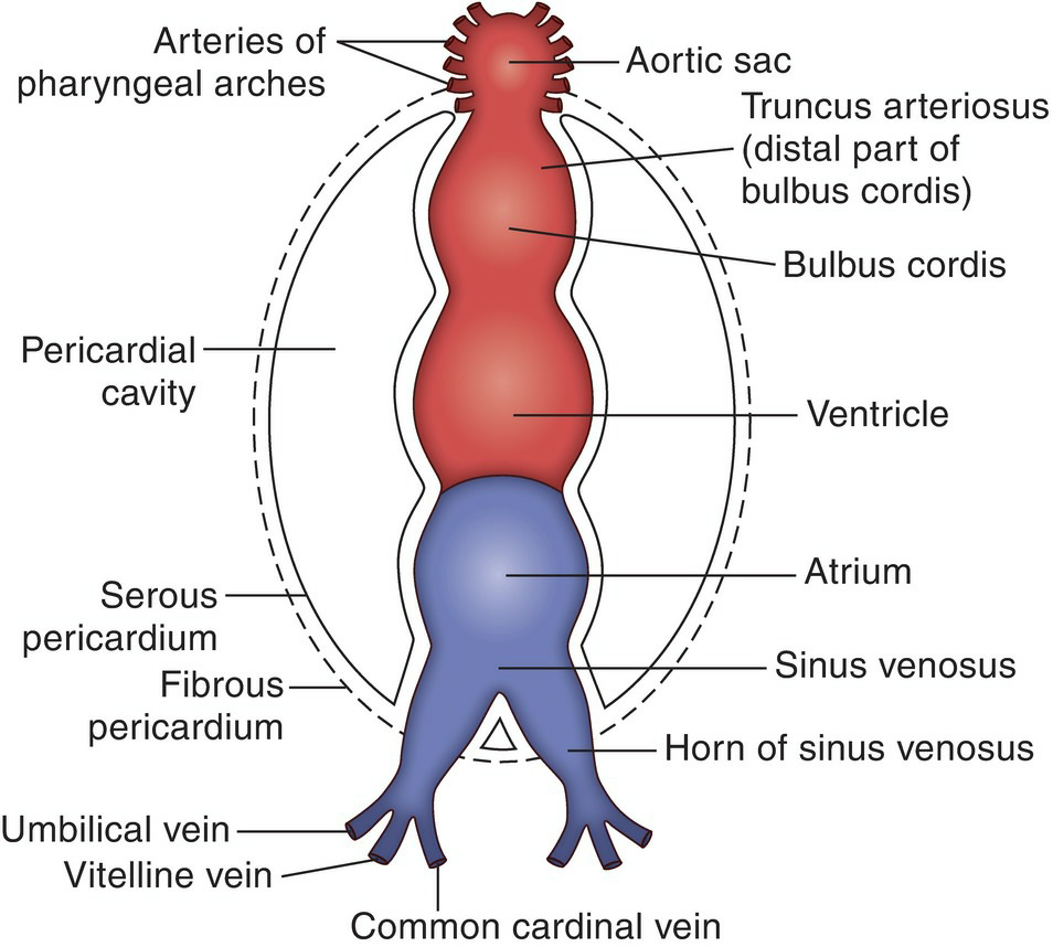 Heart Tube Development 2