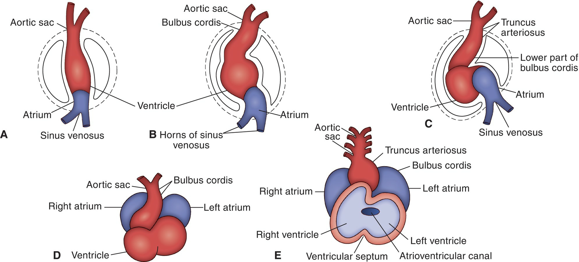 Heart Tube Development 3
