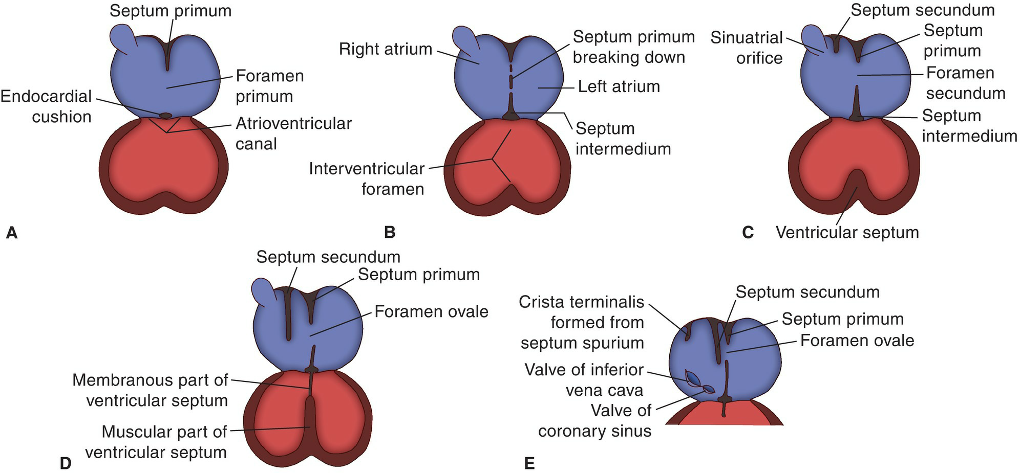 Heart Tube Development 4