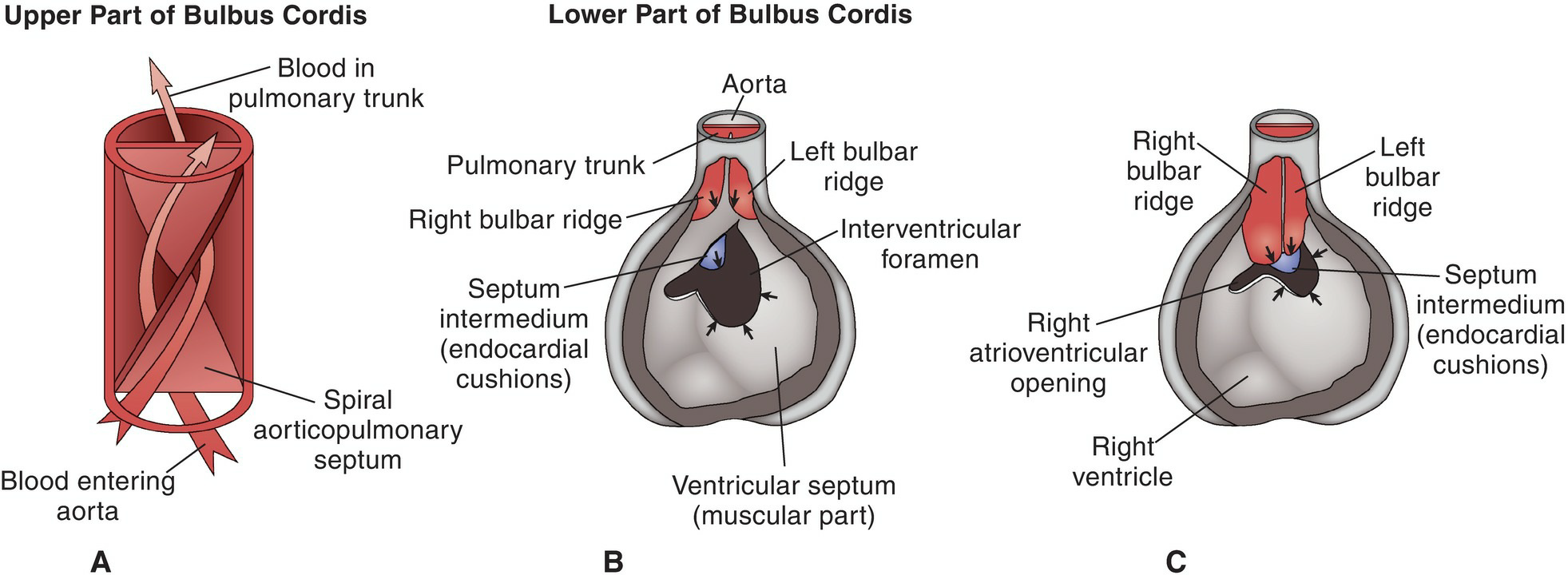 Heart Tube Development 5