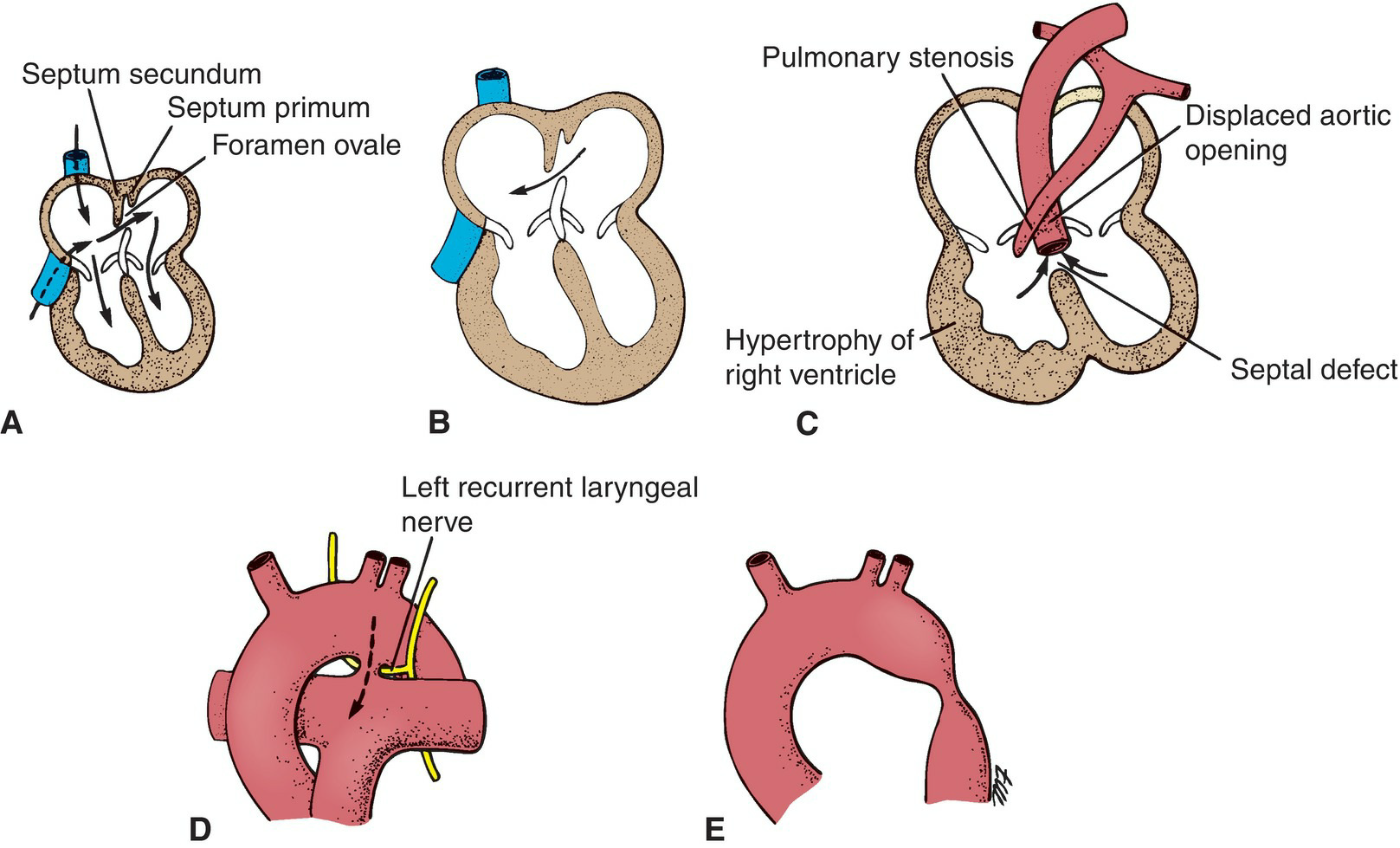 Heart Tube Development 6