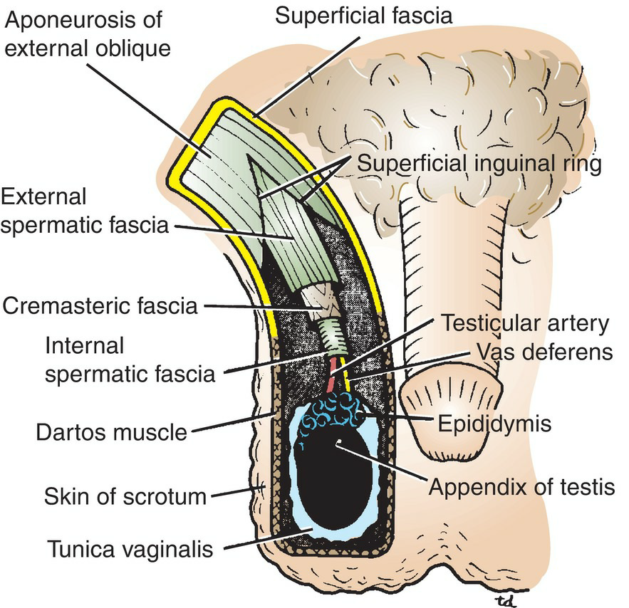 Inguinal Canal Development 2