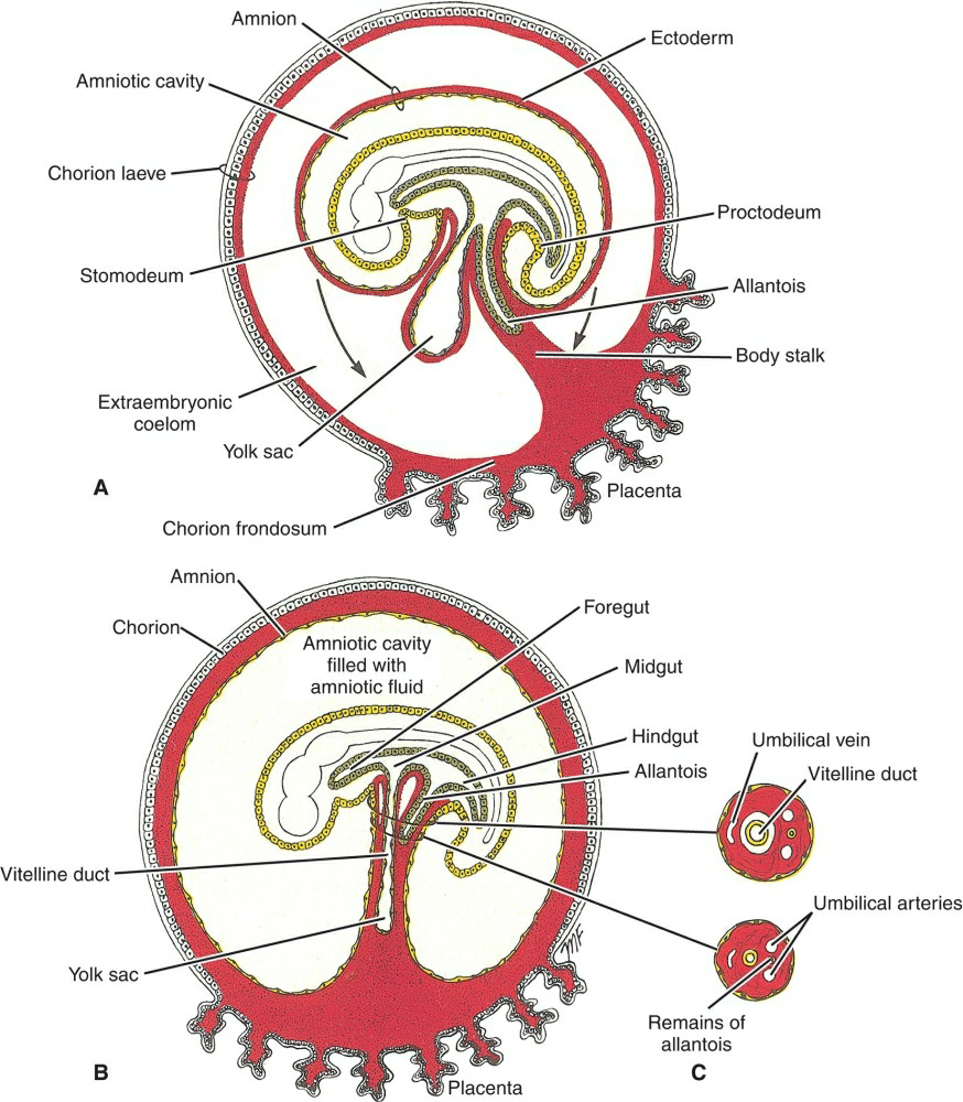 Abdominal Wall Development 2