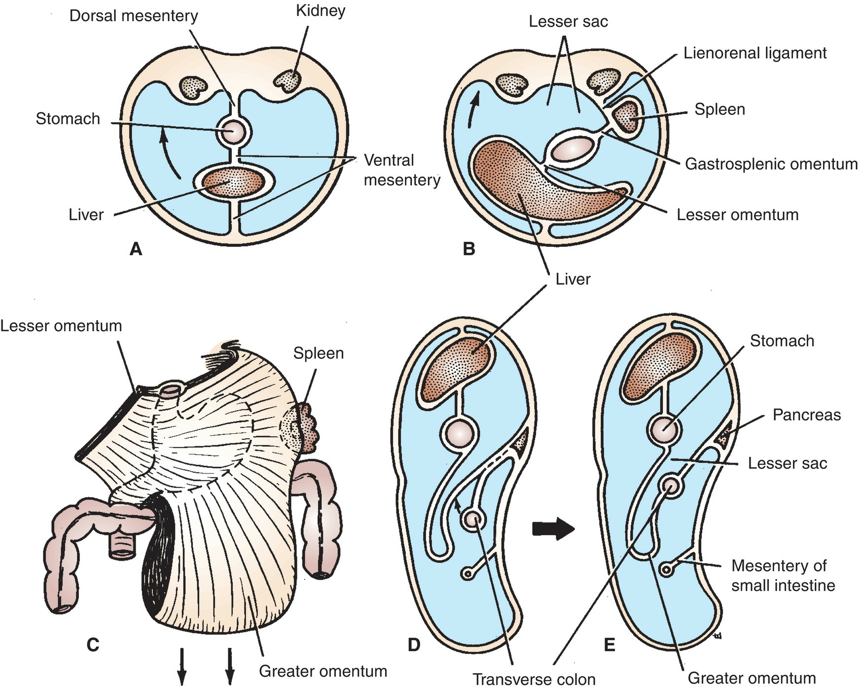 Peritoneum and Peritoneal Cavity Development 2