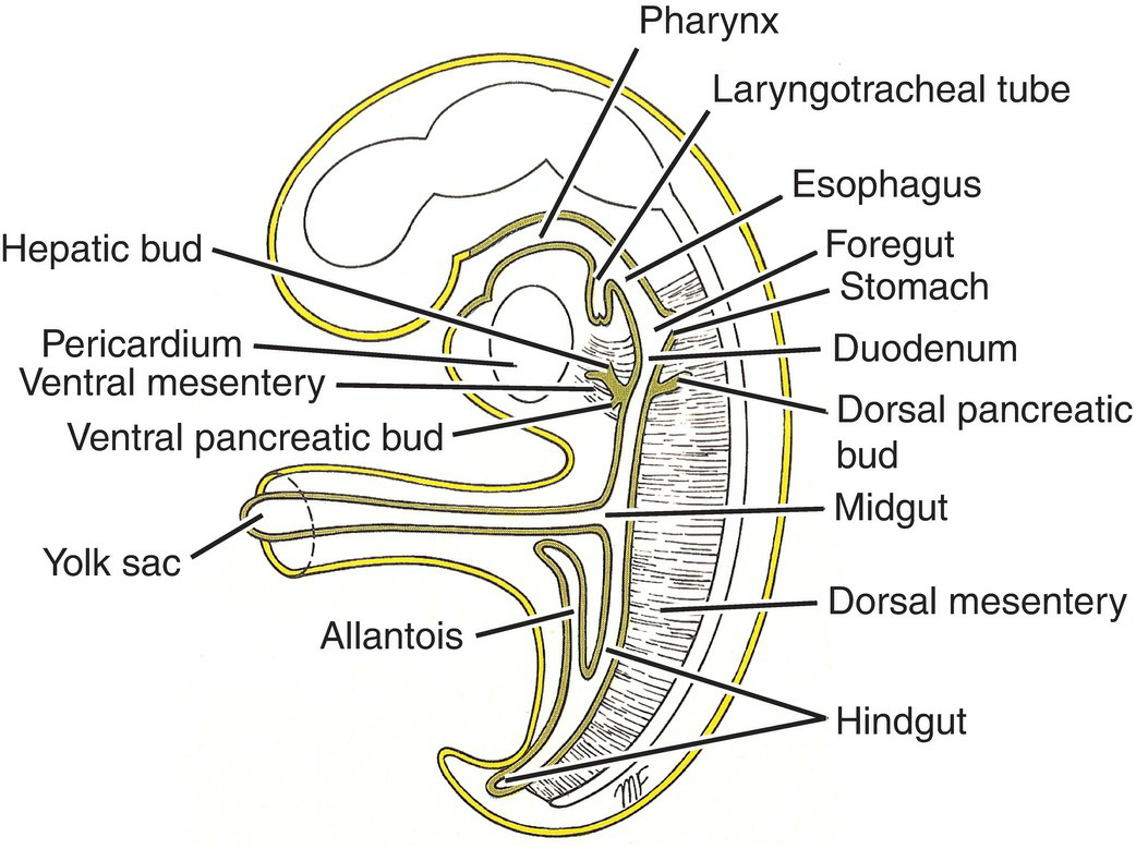 Digestive System Development 1