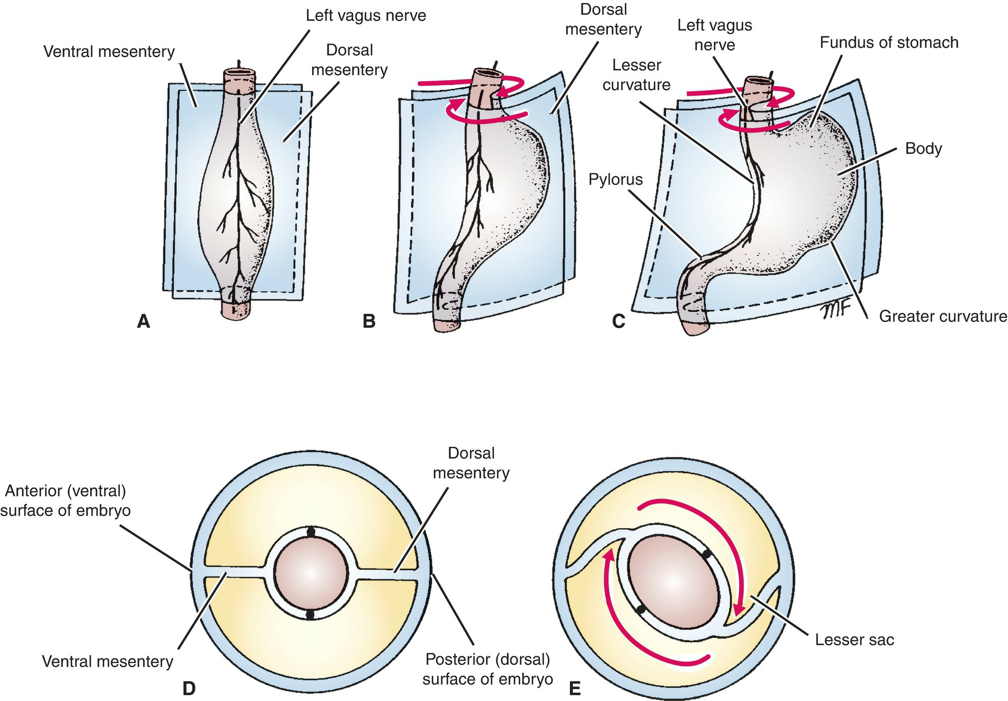 Digestive System Development 2